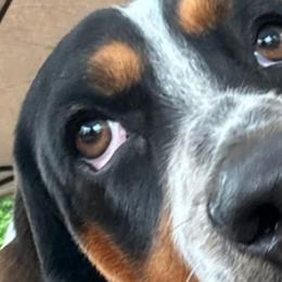 Basset Hounds from Bleus Bassets