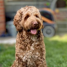 Australian Labradoodle Puppies from Cascade Canyon Labradoodles