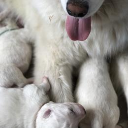 Samoyed Puppies from Morning Star Samoyeds