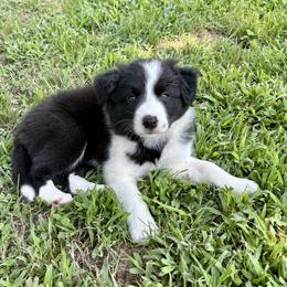 Fern - Black and white female Border Collie puppy in Petersburg, Virginia from Kyoate Dreams