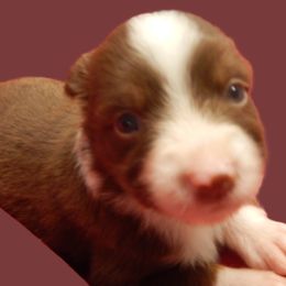 Camilla - Red tri female Toy Australian Shepherd puppy in Fort White, Florida from Triple-s-kennel