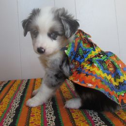 Memphis is reserved for Stacey - Blue merle female Toy Australian Shepherd puppy in Warrensburg, Missouri from Booty Shaker Toy and Miniature Poodles and Aussies