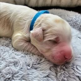 Blue collar - Parti male Goldendoodle puppy in Fayetteville, North Carolina from Frannie's Goldendoodle Puppies