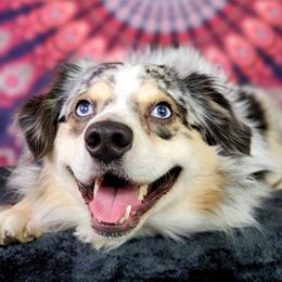 JACK - Miniature Australian Shepherd