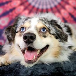 JACK - Miniature Australian Shepherd