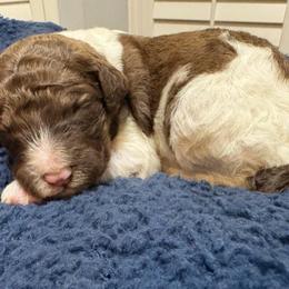 Everest - Parti male Poodle puppy in Spring, Texas from Sterling Star Doodles