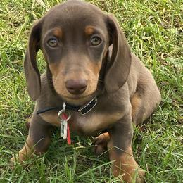 Dachshund Puppies from Matthews Dachshunds