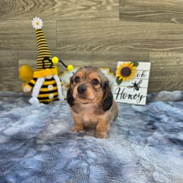 Lucky - Cream male Dachshund puppy in Indianapolis, Indiana from Homegrown Hoosier Dachshunds