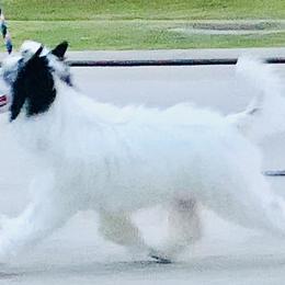 Snoopy - Chinese Crested