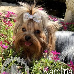 Karolina - Yorkshire Terrier
