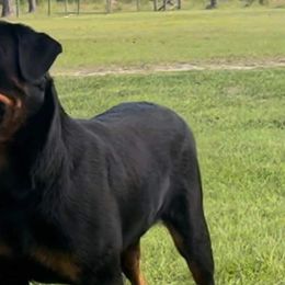 Border Collies and Rottweilers from Mottled Creek Farm