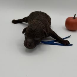 Hershey - Brown male Poodle puppy in Southampton, New Jersey from Lavishly Loved Pets LLC