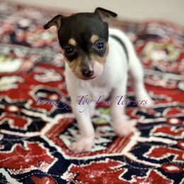 Side spot - White black and tan female Toy Fox Terrier puppy in Wayne, Oklahoma from FritzFox Toy Fox Terriers