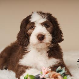 Daphne Bridgerton - Brown and white female Sheepadoodle puppy in Edmond, Oklahoma from Rock N Roll Doodles