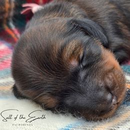 Mauve Collar ON HOLD - Red female Dachshund puppy in Zebulon, North Carolina from Salt of the Earth Dachshunds