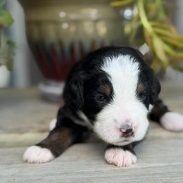 Twister - Tri-color female Bernedoodle puppy in El Campo, Texas from Little Fur Friends Bernedoodles