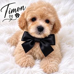 Timon - Apricot male Maltipoo puppy in Huntington Beach, California from Boujeepups