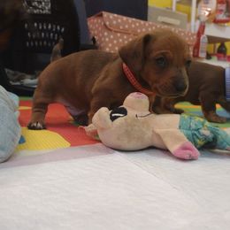 Bruiser - Dapple Dachshund puppy in Washington, Indiana from The Pupsqueakery