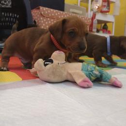 Bruiser - Dapple Dachshund puppy in Washington, Indiana from The Pupsqueakery