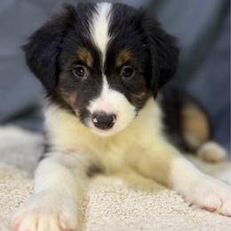 Dolly - Black tri female Miniature American Shepherd puppy in Clinton, Missouri from Mockingbirds American Minis