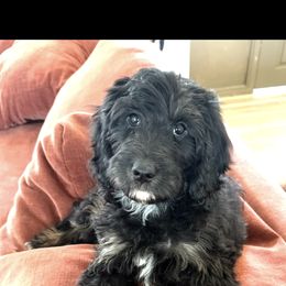 Vera - female Bernedoodle puppy in Sarasota, Florida from Doodle Lovin