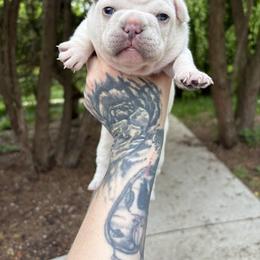 French Bulldog Puppies from Top Billin' Frenchies, LLC