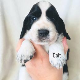 Colt - Black and white male English Springer Spaniel puppy in Casa Grande, Arizona from The Spaniel Garden