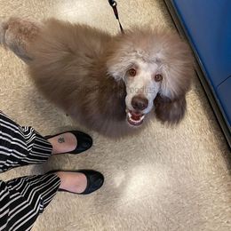 Poodle Puppies from Silberhund's Poodles