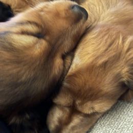 Dachshund Puppies from Steamboat Sausage Squad