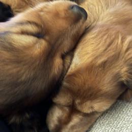 Dachshund Puppies from Steamboat Sausage Squad