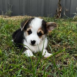 Red Headed Tri Male 1 - Black and tan male Pembroke Welsh Corgi puppy in Stephenville, Texas from Rising JM Pembrokes