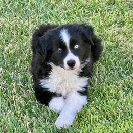 Inky - Black & white male Miniature Australian Shepherd puppy in California from Eagle River Aussies