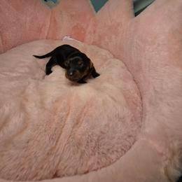 Midnight mystique 2250 pet only 3250 full akc - Black and tan female Dachshund puppy in Bristol, Tennessee from It's Mini Wieners Baby