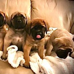 Mastiff Puppies from Mountainview Mastiffs