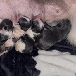 Valentino - Black parti male Pomeranian puppy in Wagoner, Oklahoma from Cascade Pomeranians