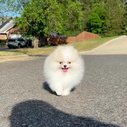 Blaze - Blue merle male Pomeranian puppy in Hot Springs, Arkansas from Pomeranian Empire