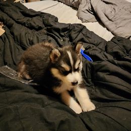 Siberian Husky Puppies from Crystal's Siberian Huskies