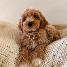 Male 3 - Apricot male Goldendoodle puppy in Modesto, California from Central Valley Canine Companions