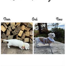 Dachshund All Grown Up from DTR