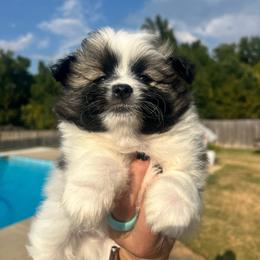 Dexter - Tri-colored male Pomeranian puppy in Hernando, Mississippi from The Pom Squad