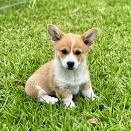 Pembroke Welsh Corgi Puppies from Pembroke Welsh Corgis at Belle Haven