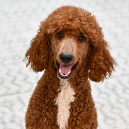 Ginger - Poodle