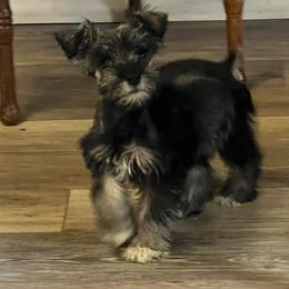 Girl 2 - Black female Miniature Schnauzer puppy in Center Ridge, Arkansas from J Bar B Kennels
