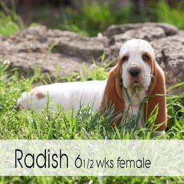 Radish - Red and white female Basset Hound puppy in Jefferson City, Missouri from Triple Hill Farm