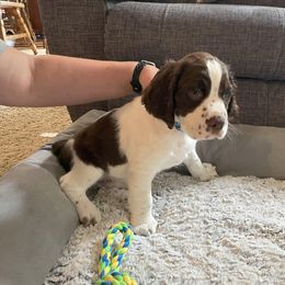 English Springer Spaniel Puppies from Timothy Naylor