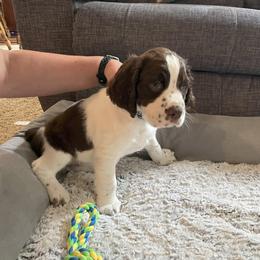 English Springer Spaniel Puppies from Timothy Naylor