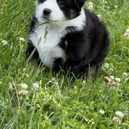 Hope - Black tri female Miniature American Shepherd puppy in Troy, Ohio from Wiggle Wags Miniature American Shepherds