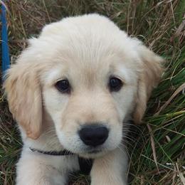 Golden Retriever Puppies from Summer Sun Goldens