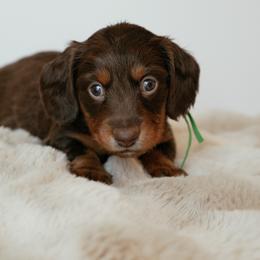 Tide - Chocolate and tan male Dachshund puppy in Lehi, Utah from Cherry Creek Dachshunds