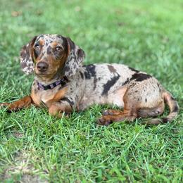 Jenga - Dachshund